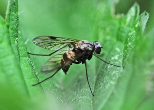 Chrysopilus cristatus